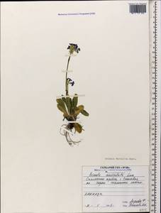 Primula darialica Rupr., Caucasus, North Ossetia, Ingushetia & Chechnya (K1c) (Russia)