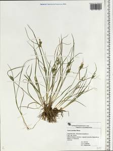Carex oederi var. oederi, Eastern Europe, North-Western region (E2) (Russia)