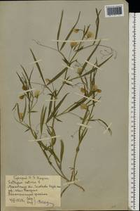 Lathyrus sativus L., Eastern Europe, Moscow region (E4a) (Russia)