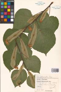 Tilia platyphyllos Scop., Eastern Europe, Moscow region (E4a) (Russia)