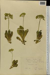 Primula elatior subsp. pallasii (Lehm.) W. W. Sm. & Forrest, Siberia, Altai & Sayany Mountains (S2) (Russia)