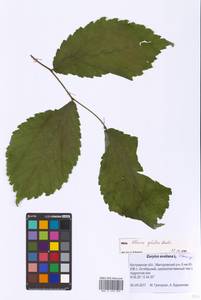 Ulmus glabra Huds., Eastern Europe, Central forest region (E5) (Russia)
