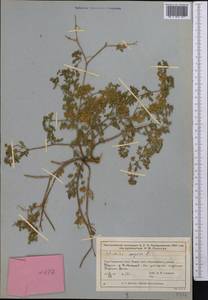 Potentilla supina L., Middle Asia, Muyunkumy, Balkhash & Betpak-Dala (M9) (Kazakhstan)