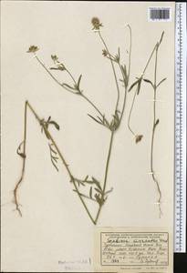 Lomelosia micrantha (Desf.) Greuter & Burdet, Middle Asia, Kopet Dag, Badkhyz, Small & Great Balkhan (M1) (Turkmenistan)