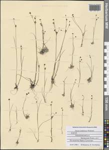 Juncus alpinoarticulatus subsp. rariflorus (Hartm.) Breistr., Eastern Europe, Northern region (E1) (Russia)