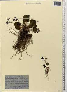 Primula amoena subsp. meyeri (Rupr.) Valentine & Lamond, Caucasus, Stavropol Krai, Karachay-Cherkessia & Kabardino-Balkaria (K1b) (Russia)