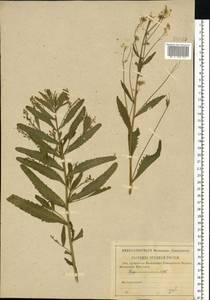 Armoracia rusticana P.Gaertn., B.Mey. & Scherb., Eastern Europe, Western region (E3) (Russia)