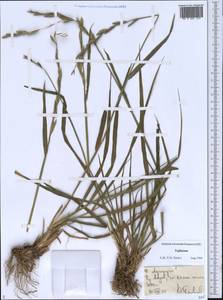 Agropyron, Middle Asia, Pamir & Pamiro-Alai (M2) (Tajikistan)