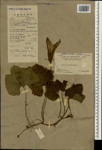 Cucurbita maxima Duchesne, South Asia, South Asia (Asia outside ex-Soviet states and Mongolia) (ASIA) (China)