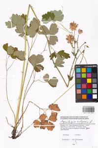 Aquilegia vulgaris L., Eastern Europe, Moscow region (E4a) (Russia)