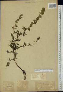 Ononis arvensis L., Eastern Europe, Moldova (E13a) (Moldova)