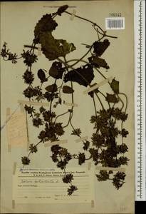 Salvia verticillata L., Caucasus, Azerbaijan (K6) (Azerbaijan)