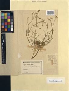 Eremogone longifolia (M. Bieb.) Fenzl, Unclassified