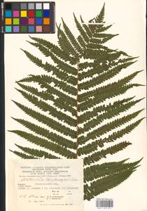 Matteuccia struthiopteris (L.) Tod., Eastern Europe, West Ukrainian region (E13) (Ukraine)