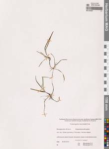 Potamogeton berchtoldii Fieber, Siberia, Chukotka & Kamchatka (S7) (Russia)