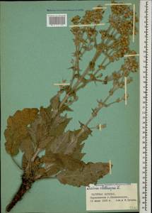 Salvia aethiopis L., Caucasus, Azerbaijan (K6) (Azerbaijan)