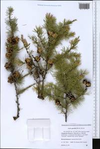 Larix gmelinii (Rupr.) Kuzen., Siberia, Russian Far East (S6) (Russia)