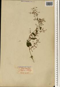 Reynoutria multiflora (Thunb.) Moldenke, South Asia, South Asia (Asia outside ex-Soviet states and Mongolia) (ASIA) (Japan)