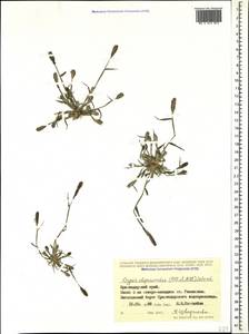 Sporobolus alopecuroides (Piller & Mitterp.) P.M.Peterson, Caucasus, Krasnodar Krai & Adygea (K1a) (Russia)