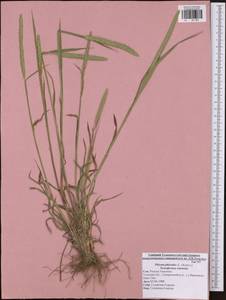 Phleum phleoides (L.) H.Karst., Eastern Europe, Central region (E4) (Russia)