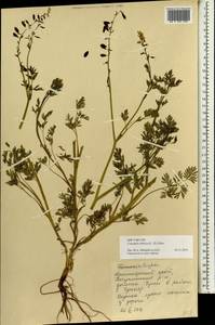 Corydalis sibirica (L. fil.) Pers., Siberia, Central Siberia (S3) (Russia)