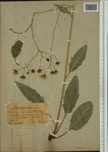 Hieracium lachenalii subsp. pseudodiaphanum (Dahlst.) Zahn, Western Europe (EUR) (Sweden)