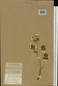 Ranunculus sardous Crantz, Eastern Europe, South Ukrainian region (E12) (Ukraine)