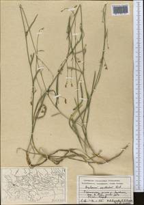 Bupleurum exaltatum M.Bieb., Middle Asia, Pamir & Pamiro-Alai (M2) (Tajikistan)