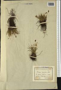Carex curvula All., Western Europe (EUR) (Bulgaria)