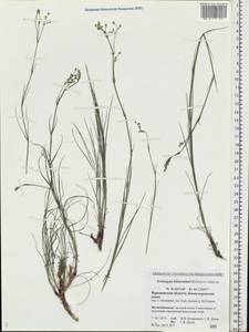 Eremogone biebersteinii (Schltdl.) Holub, Eastern Europe, Central forest-and-steppe region (E6) (Russia)