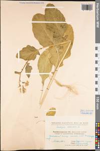 Rhamphospermum arvense (L.) Andrz. ex Besser, Eastern Europe, North Ukrainian region (E11) (Ukraine)