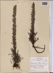 Pedicularis lanata Willd. ex Cham. & Schltdl., America (AMER) (United States)