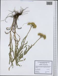 Achillea coarctata Poir., Western Europe (EUR) (Romania)