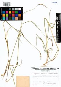 Elymus gmelinii (Trin.) Tzvelev, Siberia, Baikal & Transbaikal region (S4) (Russia)