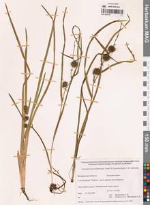 Sparganium × probatovae Tzvelev, Siberia, Chukotka & Kamchatka (S7) (Russia)