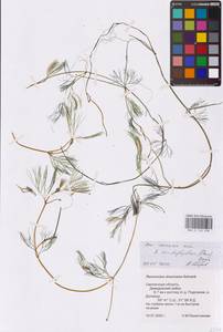 Ranunculus trichophyllus Chaix, Eastern Europe, Western region (E3) (Russia)