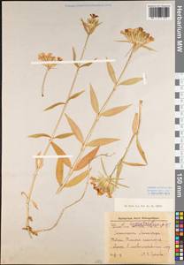 Dianthus barbatus L., Eastern Europe, North-Western region (E2) (Russia)