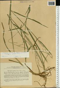 Glyceria notata Chevall., Eastern Europe, North-Western region (E2) (Russia)