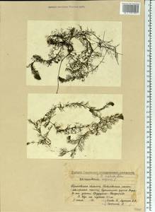 Utricularia ×australis R. Br., Eastern Europe, Volga-Kama region (E7) (Russia)