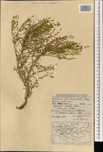 Kalidium foliatum (Pall.) Moq., Mongolia (MONG) (Mongolia)