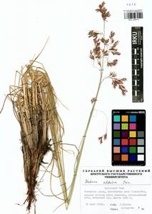 Festuca altaica Trin., Siberia, Baikal & Transbaikal region (S4) (Russia)