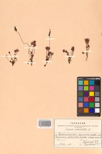 Drosera rotundifolia L., Siberia, Russian Far East (S6) (Russia)