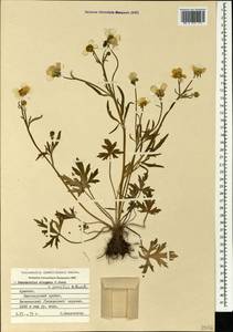 Ranunculus dissectus subsp. szowitsianus (Boiss.) Elenevsky & Derv.-Sokol., Caucasus, Armenia (K5) (Armenia)