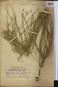 Chondrilla leiosperma Kar. & Kir., Middle Asia, Western Tian Shan & Karatau (M3) (Kazakhstan)