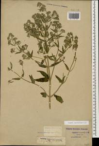 Nepeta ucranica subsp. parviflora (M.Bieb.) M.Masclans de Bolos, Caucasus, Krasnodar Krai & Adygea (K1a) (Russia)