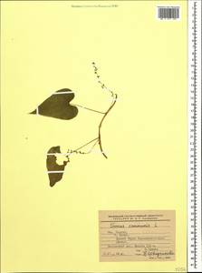 Dioscorea communis (L.) Caddick & Wilkin, Caucasus, Krasnodar Krai & Adygea (K1a) (Russia)