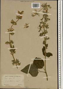 Salvia sclarea L., South Asia, South Asia (Asia outside ex-Soviet states and Mongolia) (ASIA) (Iran)