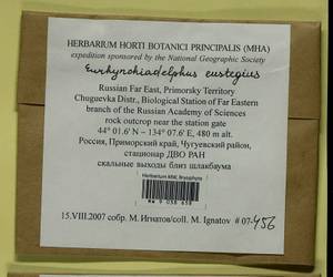 Eurhynchiadelphus eustegia (Besch.) Ignatov & Huttunen, Bryophytes, Bryophytes - Russian Far East (excl. Chukotka & Kamchatka) (B20) (Russia)
