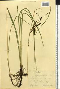 Carex acuta L., Siberia, Baikal & Transbaikal region (S4) (Russia)