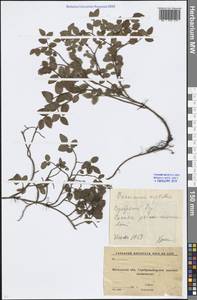 Vaccinium myrtillus L., Eastern Europe, Moscow region (E4a) (Russia)